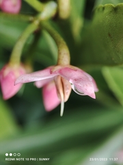 Ardisia