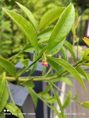 Ardisia