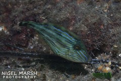 Meuschenia freycineti