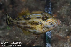 Meuschenia freycineti