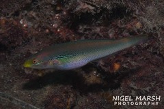 Stethojulis interrupta
