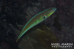 Stethojulis interrupta