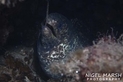 Gymnothorax pseudothyrsoideus