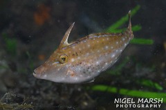 Scobinichthys granulatus