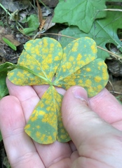 Puccinia oxalidis