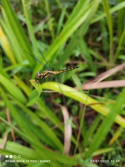 Indothemis