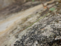 Ariamnes cylindrogaster