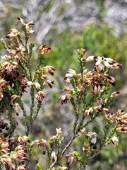 Erica imbricata