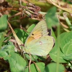 Colias electo