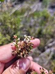 Erica imbricata
