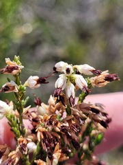 Erica imbricata