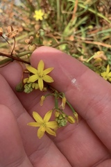 Bulbine semibarbata
