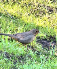 Melozone crissalis