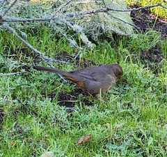 Melozone crissalis