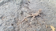 Sceloporus grammicus