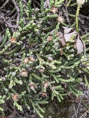 Helichrysum intermedium