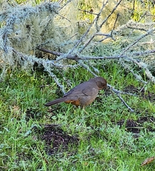 Melozone crissalis