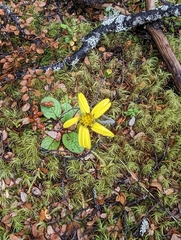Brachyglottis bellidioides