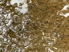 Limnometra
