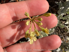 Pelargonium gibbosum