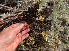 Pelargonium gibbosum