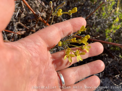 Pelargonium gibbosum
