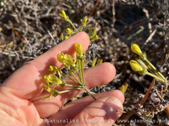 Pelargonium gibbosum