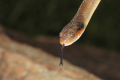Crotaphopeltis hotamboeia