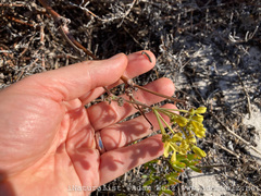 Pelargonium gibbosum
