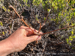 Pelargonium gibbosum