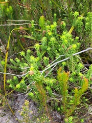 Campylostachys cernua