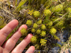 Annesorhiza macrocarpa