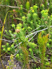 Campylostachys cernua