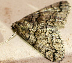 Lipogya exprimataria