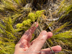 Annesorhiza macrocarpa