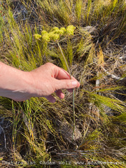 Annesorhiza macrocarpa