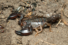 Urodacus manicatus
