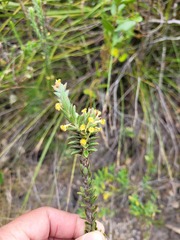 Struthiola tomentosa