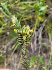 Struthiola tomentosa