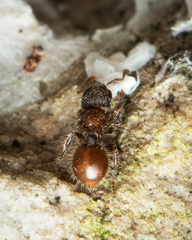 Meranoplus