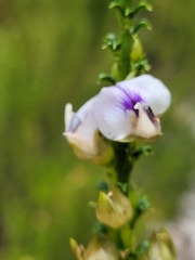 Psoralea aculeata