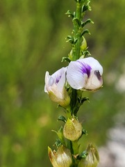 Psoralea aculeata