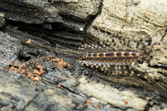 Allothereua maculata