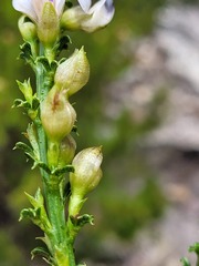 Psoralea aculeata
