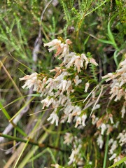 Erica lutea
