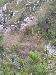 Oreotragus oreotragus