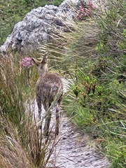 Oreotragus oreotragus