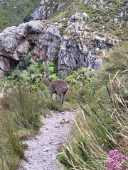 Oreotragus oreotragus