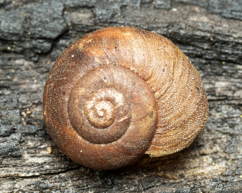 Chloritobadistes victoriae