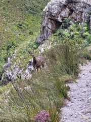 Oreotragus oreotragus